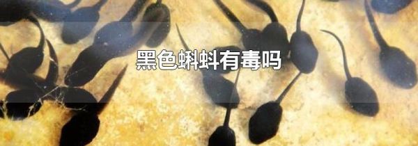 黑色蝌蚪有毒吗