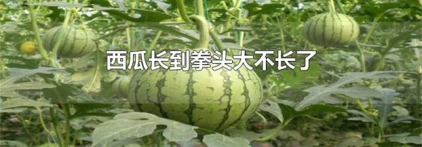 西瓜长到拳头大不长了