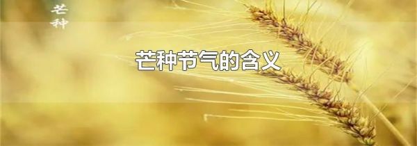 芒种节气的含义