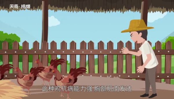 鸡的品种 鸡的种类有哪些