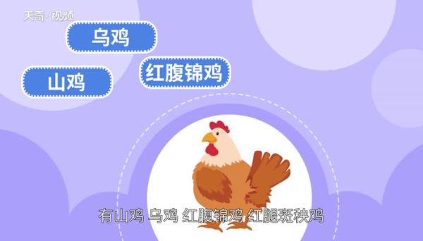 鸡的品种 鸡的种类有哪些