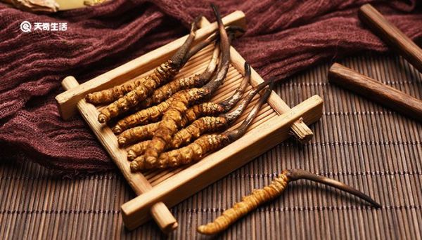 虫草的功效与作用 虫草的功效与作用是什么