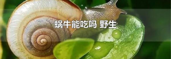 蜗牛能吃吗 野生