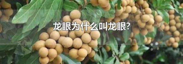 龙眼为什么叫龙眼?