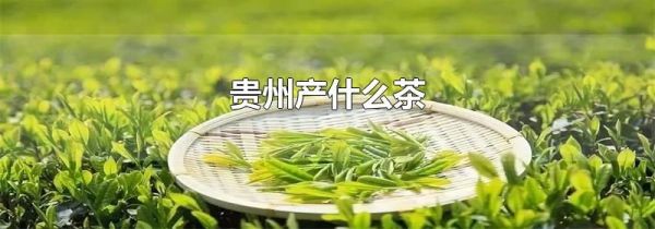 贵州产什么茶