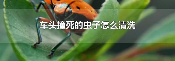 车头撞死的虫子怎么清洗