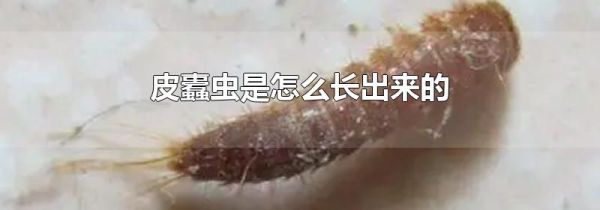 皮蠹虫是怎么长出来的