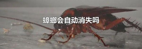 蟑螂会自动消失吗