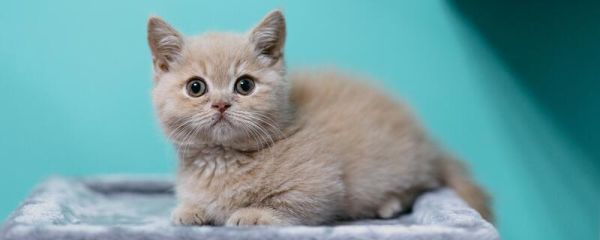 十二生肖为什么没有猫 中国十二生肖为什么没有猫