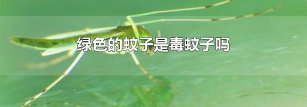 绿色的蚊子是毒蚊子吗