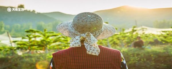 米诺多蒂菲是什么昆虫 米诺多蒂菲是如何被命名的
