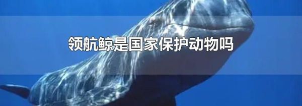 领航鲸是国家保护动物吗
