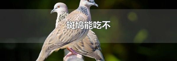 斑鸠能吃不