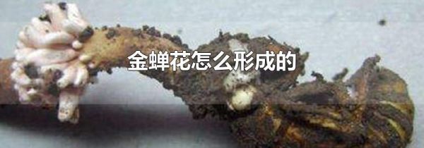 金蝉花怎么形成的