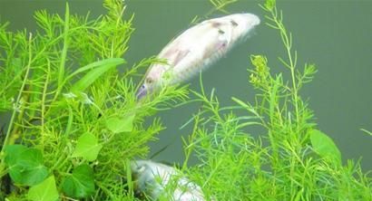 为什么鱼死了会浮起来？