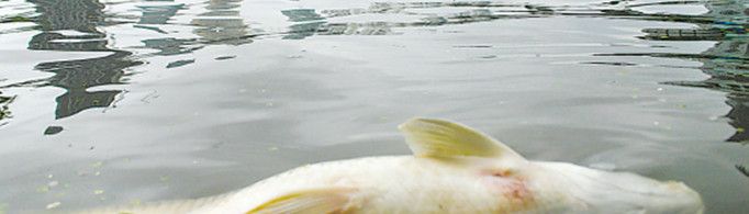 为什么鱼死了会浮起来？