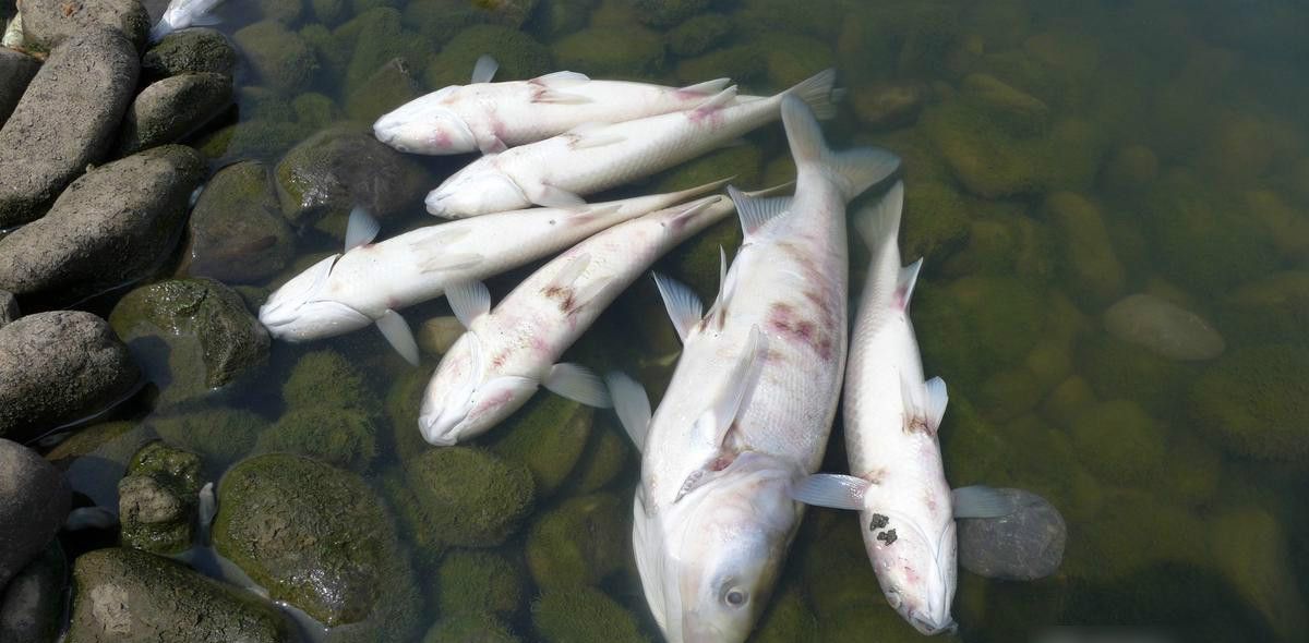 鱼为什么有腥味？