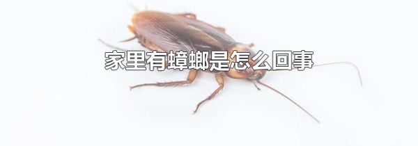 家里有蟑螂是怎么回事