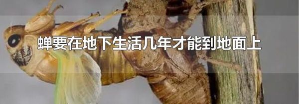 蝉要在地下生活几年才能到地面上