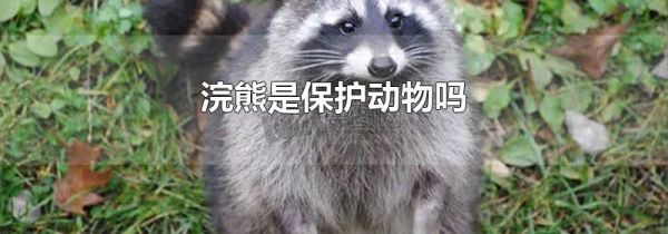 浣熊是保护动物吗