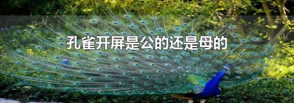 孔雀开屏是公的还是母的