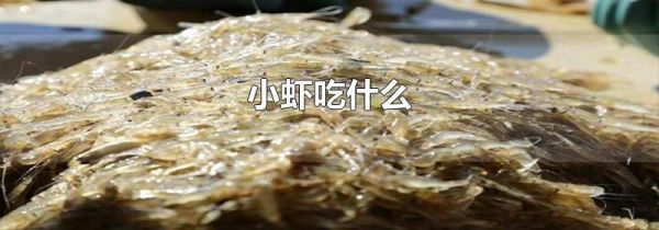 小虾吃什么