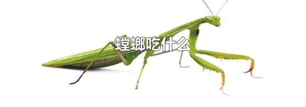 螳螂吃什么