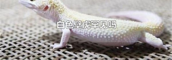 白色壁虎罕见吗