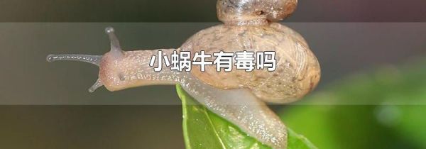 小蜗牛有毒吗
