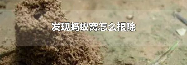 发现蚂蚁窝怎么根除