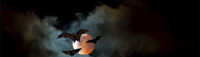 为什么蝙蝠能发出超声波?