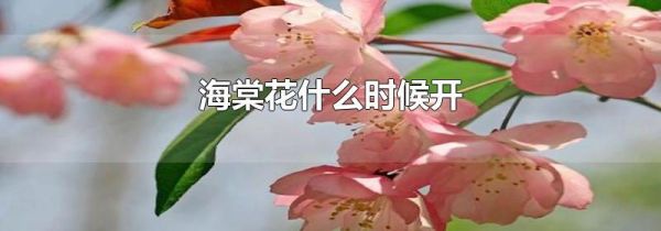 海棠花什么时候开