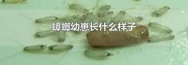 蟑螂幼崽长什么样子