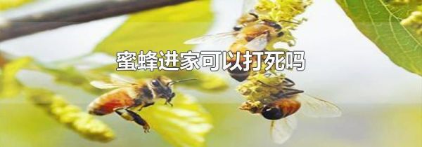 蜜蜂进家可以打死吗