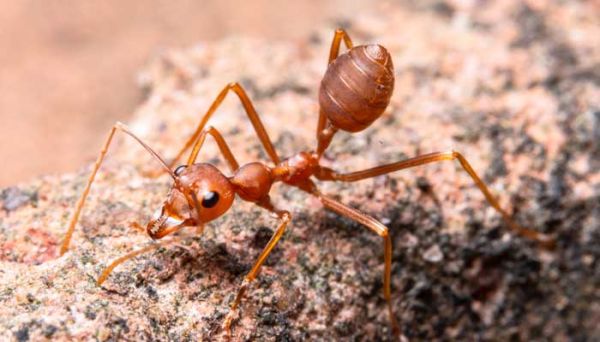 蚍蜉是什么动物 蚍蜉是什么动物图片
