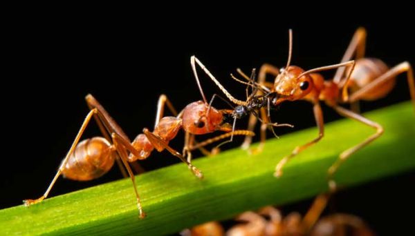 蚍蜉是什么动物 蚍蜉是什么动物图片