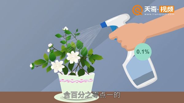 栀子花怎么养 栀子花怎么种植