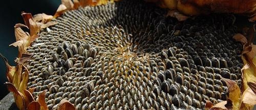 葵花子的副作用