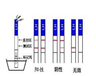 排卵试纸怎么用呢