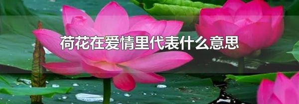 荷花在爱情里代表什么意思