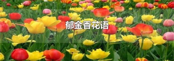 郁金香花语