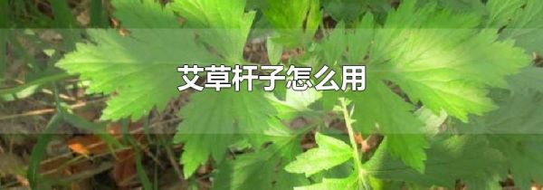艾草杆子怎么用