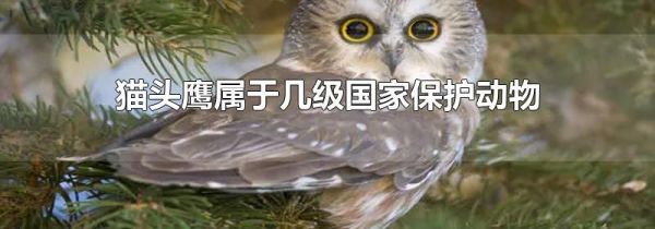 猫头鹰属于几级国家保护动物