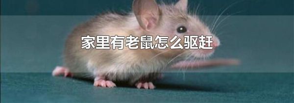 家里有老鼠怎么驱赶