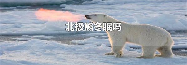 北极熊冬眠吗