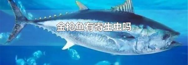 金枪鱼有寄生虫吗