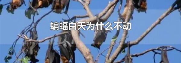 蝙蝠白天为什么不动