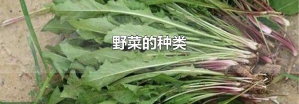 野菜的种类