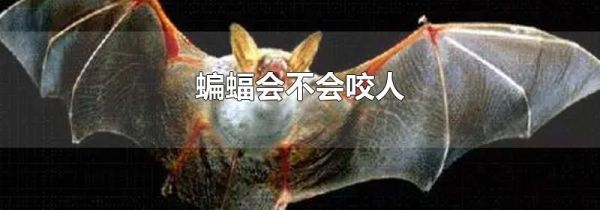 蝙蝠会不会咬人