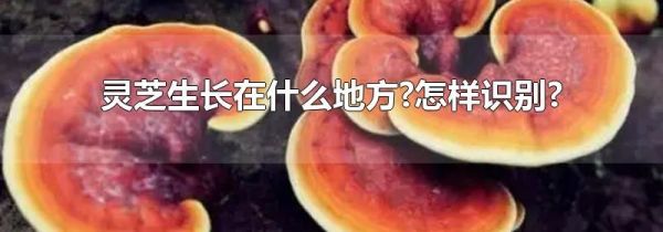 灵芝生长在什么地方?怎样识别?